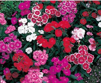 Dianthus Telstar Mix Flower Seeds – ChhajedGarden.com