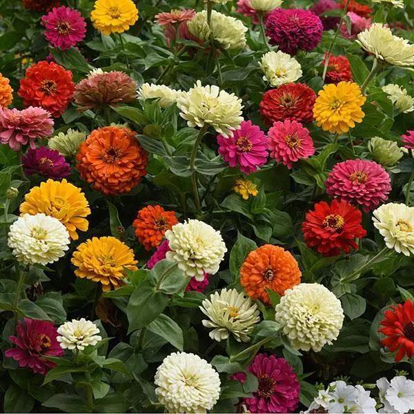 Zinnia State Fair Mix Flower Seeds — ChhajedGarden.com