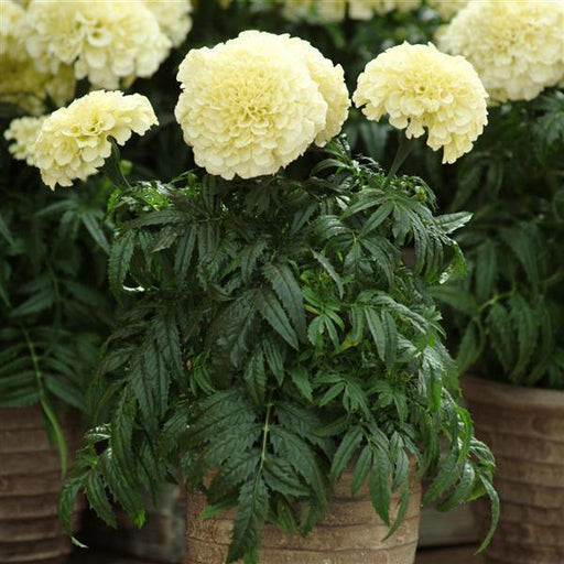 Marigold African Vanilla White Flower Seeds - CGASPL