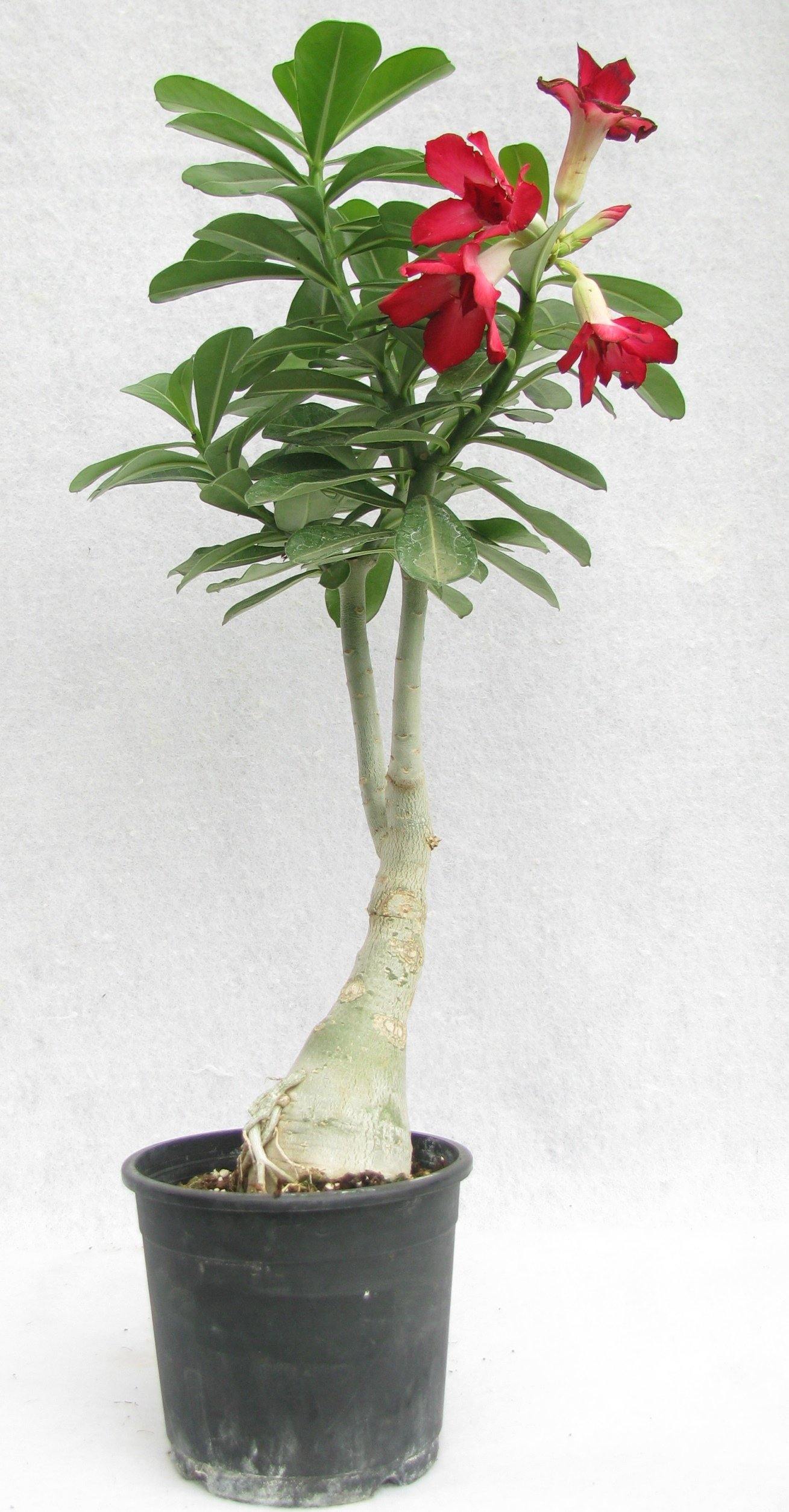 Red Doxon Adenium Single Layer Red Flower Plant | Buy Flowering Plant ...