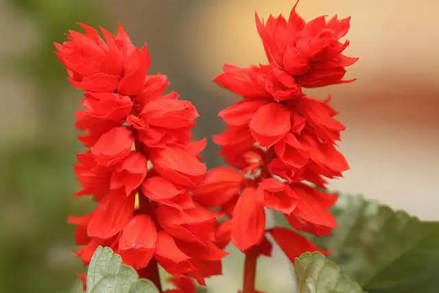 Salvia Scarlet king Flower Seeds | Buy Online India – ChhajedGarden.com